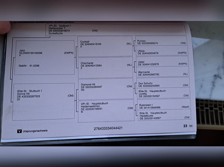 Koń oldenburski Wałach 4 lat 170 cm Ciemnokasztanowata in Seesbach