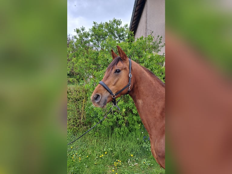Koń oldenburski Wałach 4 lat 170 cm Ciemnokasztanowata in Seesbach