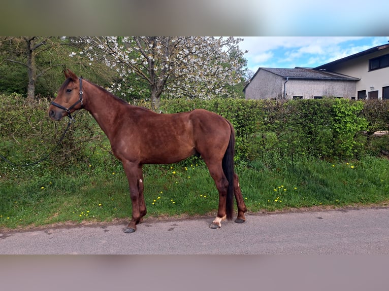 Koń oldenburski Wałach 4 lat 170 cm Ciemnokasztanowata in Seesbach