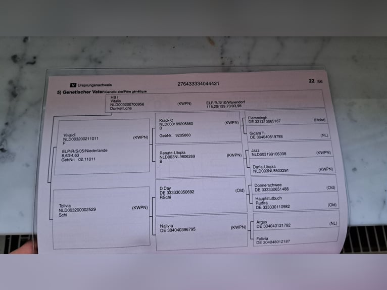 Koń oldenburski Wałach 4 lat 170 cm Ciemnokasztanowata in Seesbach