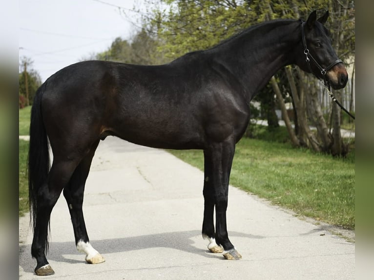 Koń oldenburski Wałach 4 lat 170 cm Gniada in Békéscsaba