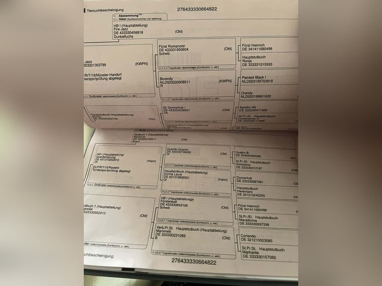 Koń oldenburski Wałach 4 lat 170 cm Gniada in Békéscsaba