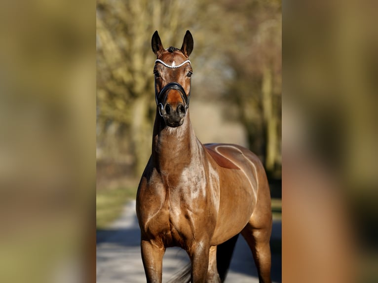 Koń oldenburski Wałach 4 lat 170 cm Gniada in Schapen