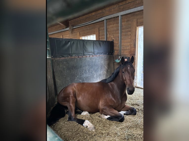 Koń oldenburski Wałach 4 lat 170 cm Gniada in Weitersweiler