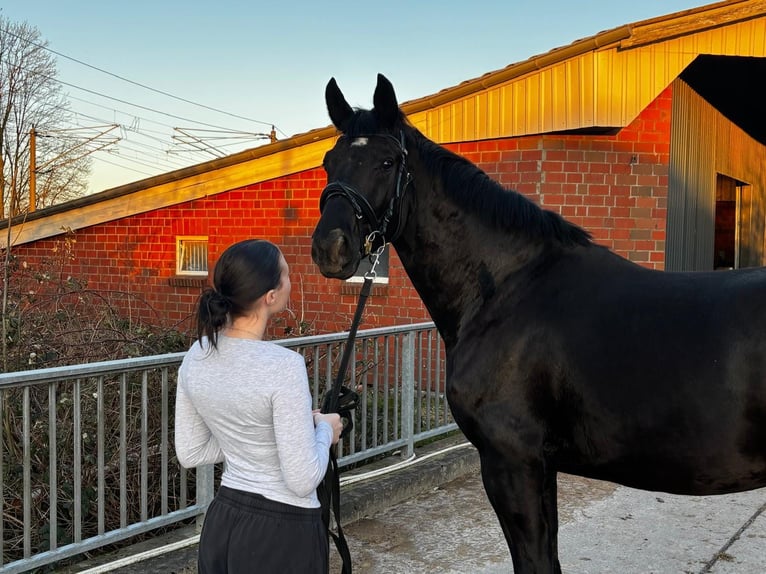 Koń oldenburski Wałach 4 lat 170 cm Kara in Kollmar