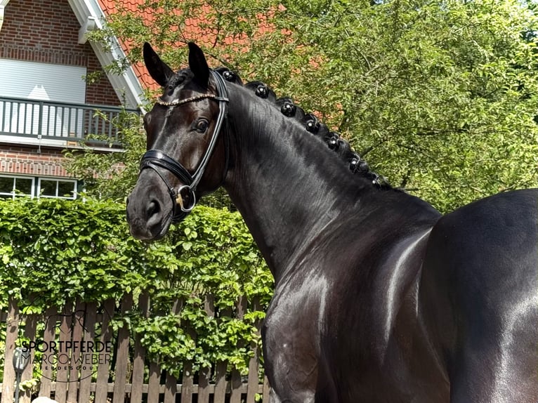 Koń oldenburski Wałach 4 lat 170 cm Kara in Dötlingen