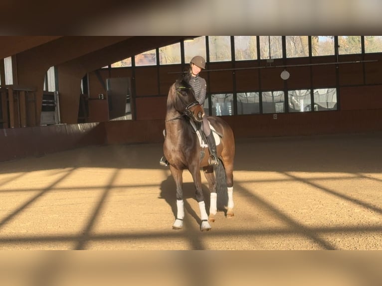 Koń oldenburski Wałach 4 lat 170 cm Kara in Bispingen