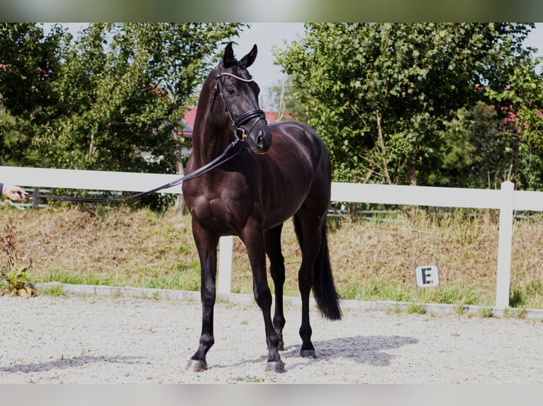 Koń oldenburski Wałach 4 lat 170 cm Kara in Hohenstein Bernloch