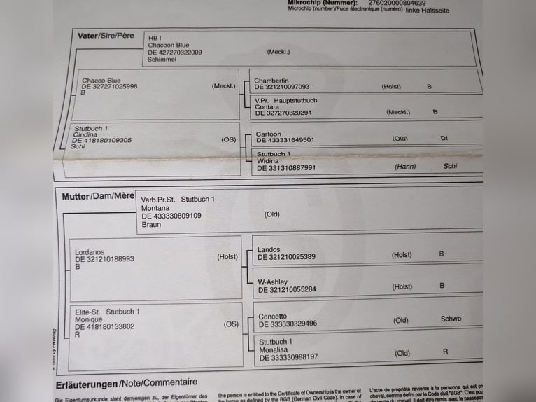 Koń oldenburski Wałach 4 lat 170 cm Siwa in Gyula