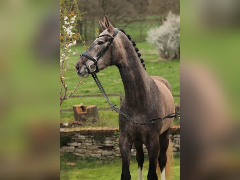 Koń oldenburski Wałach 4 lat 170 cm Siwa in Wallenhorst