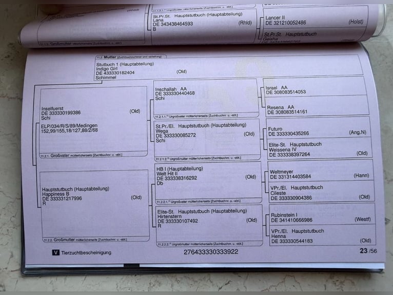 Koń oldenburski Wałach 4 lat 170 cm Siwa in Wallenhorst