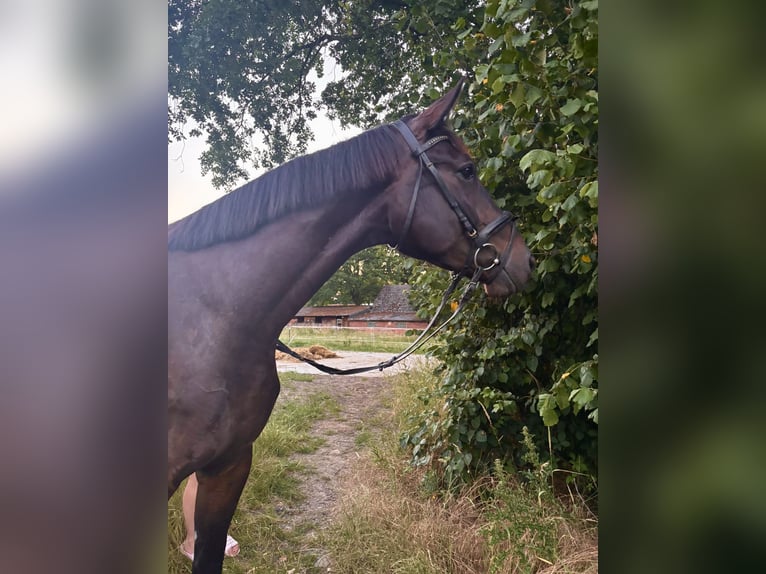 Koń oldenburski Wałach 4 lat 171 cm Ciemnogniada in Iserlohn