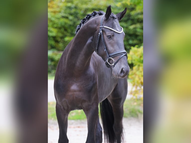 Koń oldenburski Wałach 4 lat 171 cm Kara in Dorsten