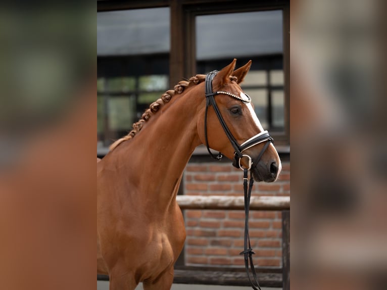 Koń oldenburski Wałach 4 lat 171 cm Kasztanowata in Heidesheim am Rhein