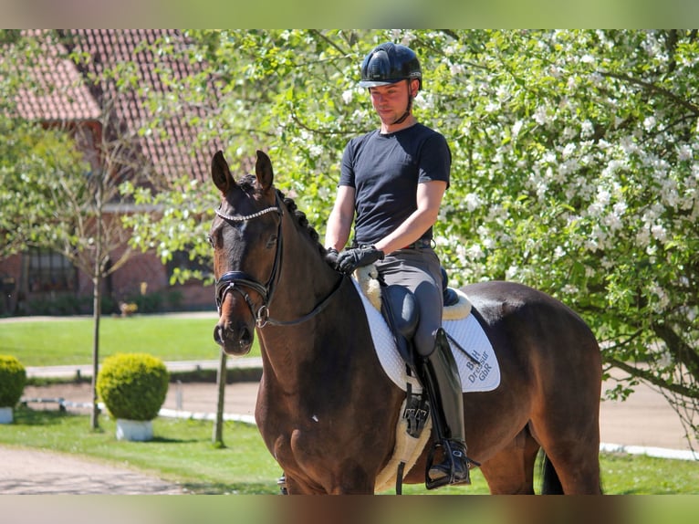 Koń oldenburski Wałach 4 lat 172 cm Ciemnogniada in Schierensee