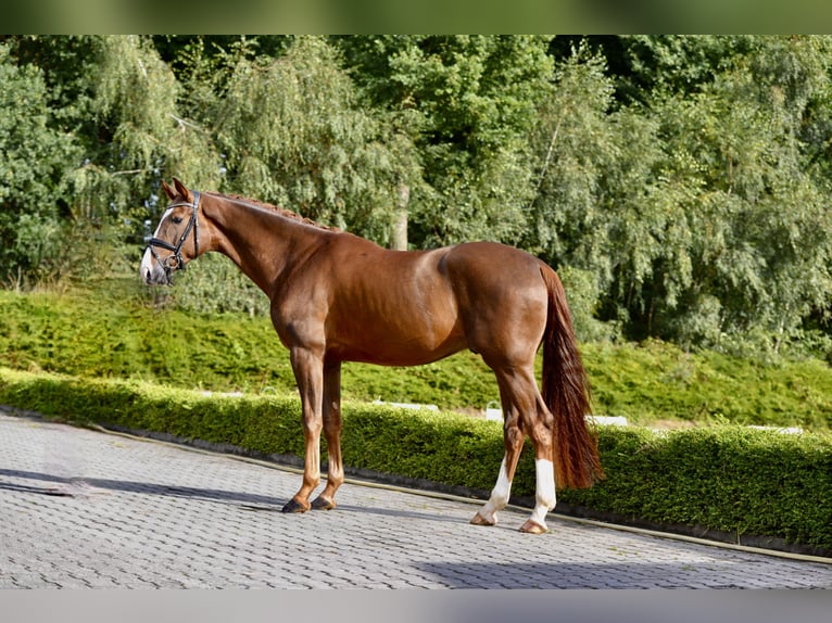 Koń oldenburski Wałach 4 lat 172 cm Ciemnokasztanowata in Visbek