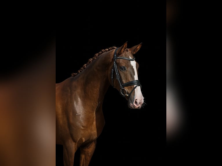 Koń oldenburski Wałach 4 lat 172 cm Ciemnokasztanowata in Visbek