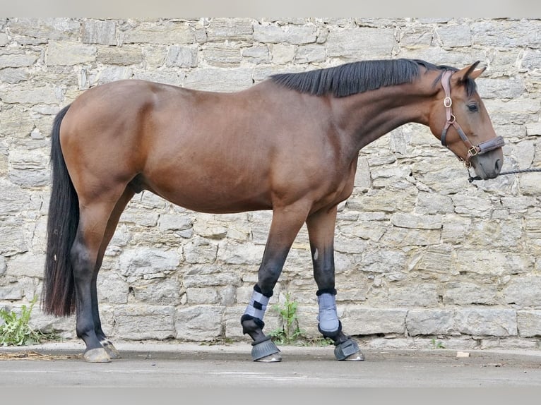 Koń oldenburski Wałach 4 lat 172 cm Gniada in Barntrup
