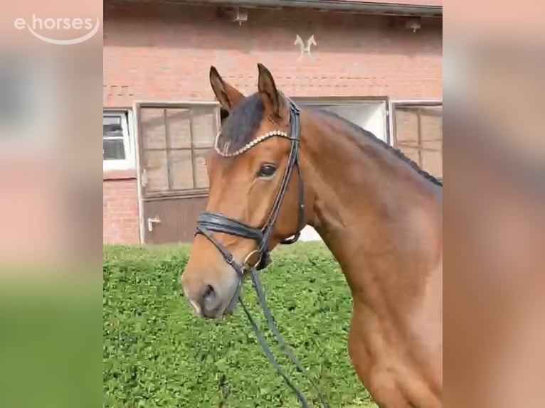 Koń oldenburski Wałach 4 lat 172 cm Gniada in Hemmoor