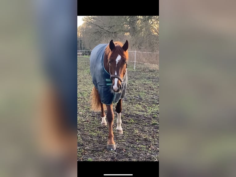 Koń oldenburski Wałach 4 lat 172 cm Kasztanowata in Zeven