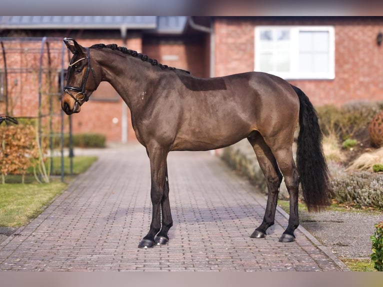 Koń oldenburski Wałach 4 lat 173 cm Ciemnogniada in Westerstede