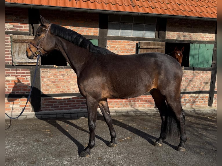 Koń oldenburski Wałach 4 lat 173 cm Gniada in Münster