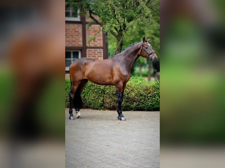 Koń oldenburski Wałach 4 lat 173 cm Gniada in Warendorf