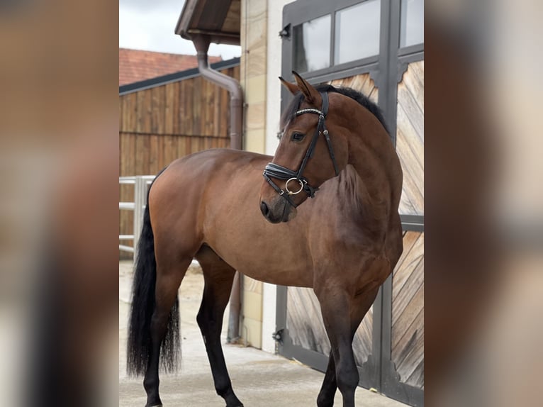 Koń oldenburski Wałach 4 lat 173 cm Gniada in Lienen