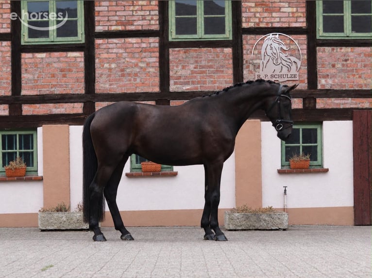 Koń oldenburski Wałach 4 lat 173 cm Kara in Tiddische