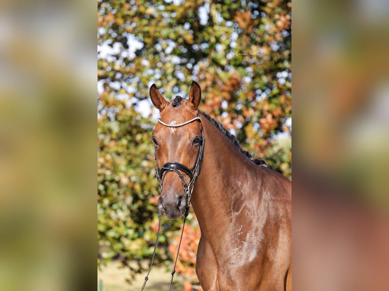 Koń oldenburski Wałach 4 lat 174 cm Gniada in Steinbrink