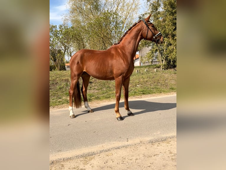 Koń oldenburski Wałach 4 lat 174 cm Kasztanowata in Phöben