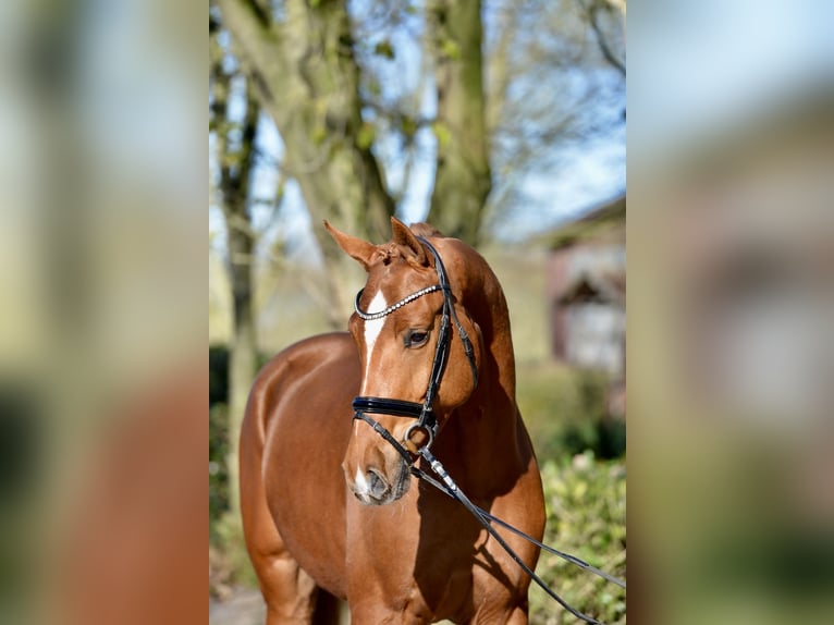 Koń oldenburski Wałach 4 lat 174 cm Kasztanowata in Visbek