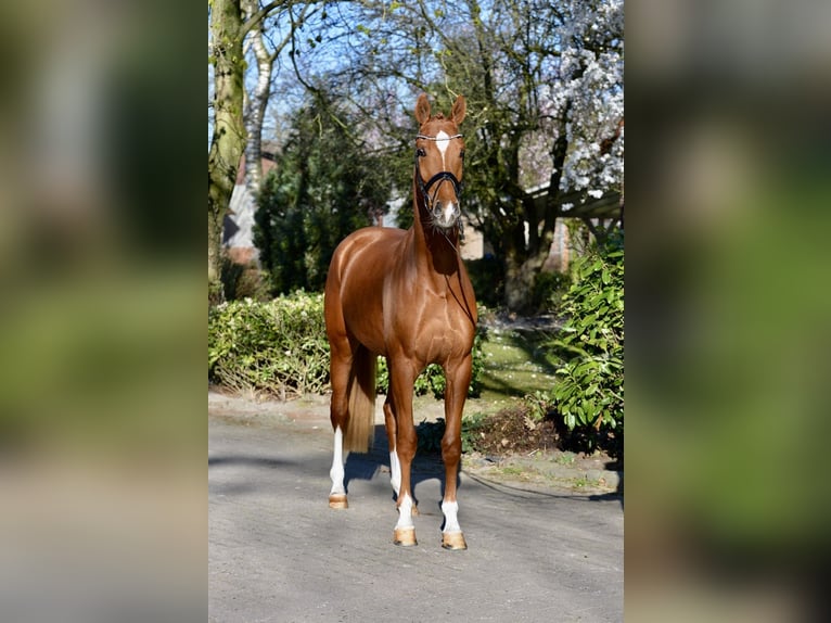 Koń oldenburski Wałach 4 lat 174 cm Kasztanowata in Visbek