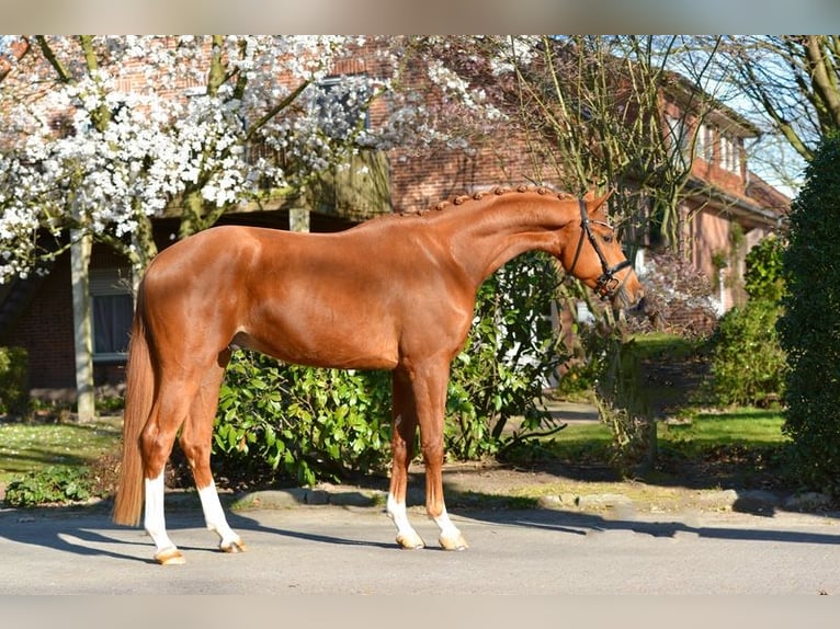 Koń oldenburski Wałach 4 lat 174 cm Kasztanowata in Visbek