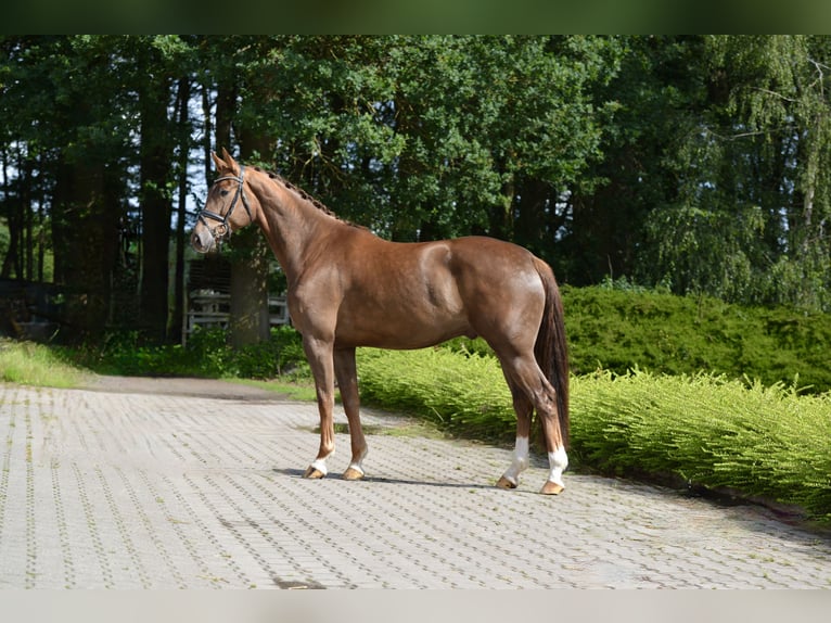 Koń oldenburski Wałach 4 lat 174 cm Kasztanowata in Visbek