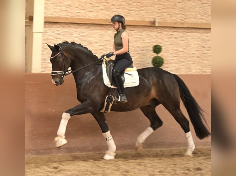 Koń oldenburski Wałach 4 lat 174 cm Skarogniada in Wehringen