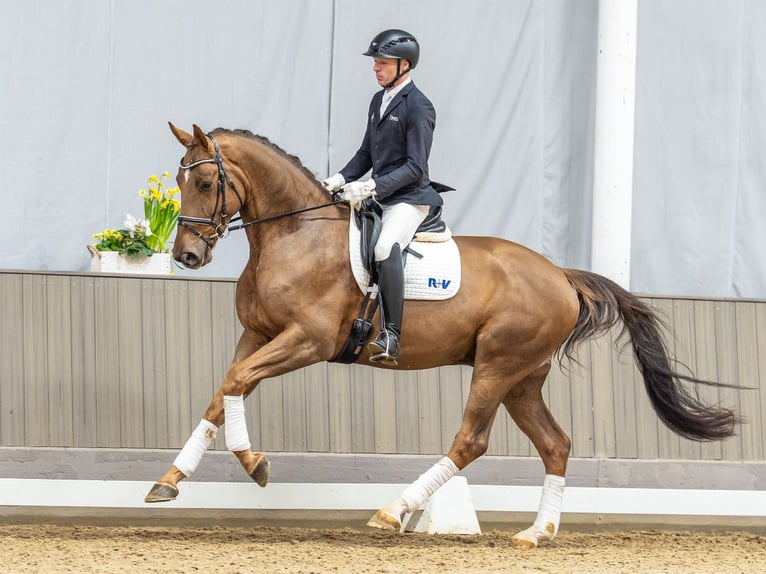 Koń oldenburski Wałach 4 lat 175 cm Ciemnokasztanowata in Münster-Handorf