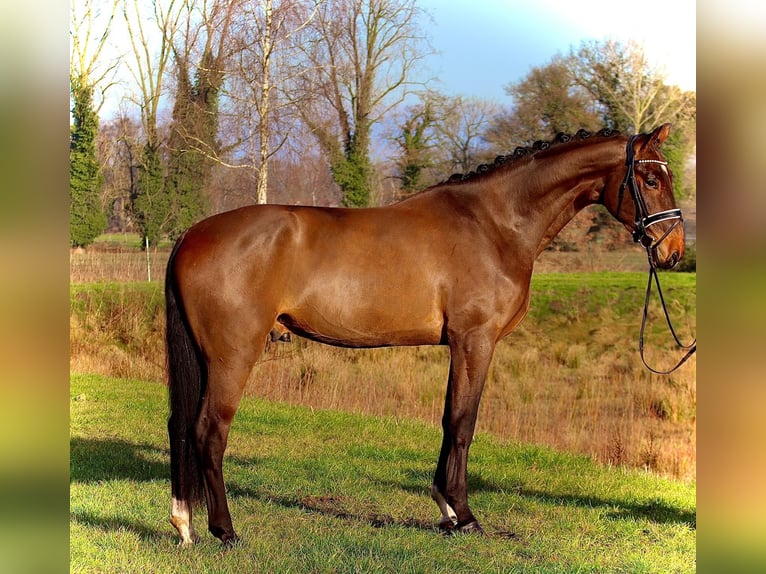 Koń oldenburski Wałach 4 lat 175 cm Gniada in Cappeln (Oldenburg)