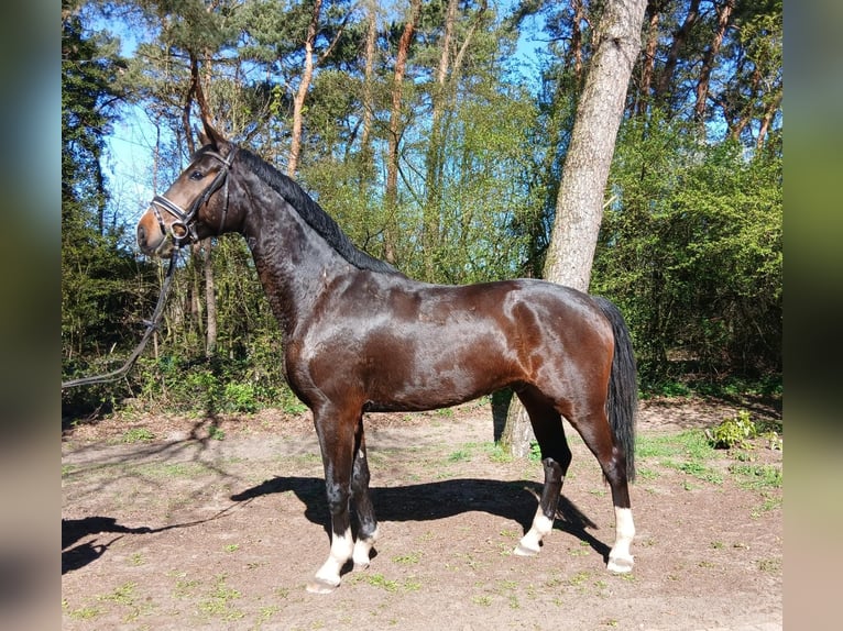 Koń oldenburski Wałach 4 lat 176 cm Ciemnogniada in Barenburg