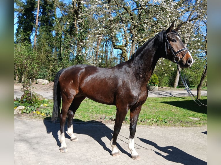Koń oldenburski Wałach 4 lat 176 cm Ciemnogniada in Barenburg
