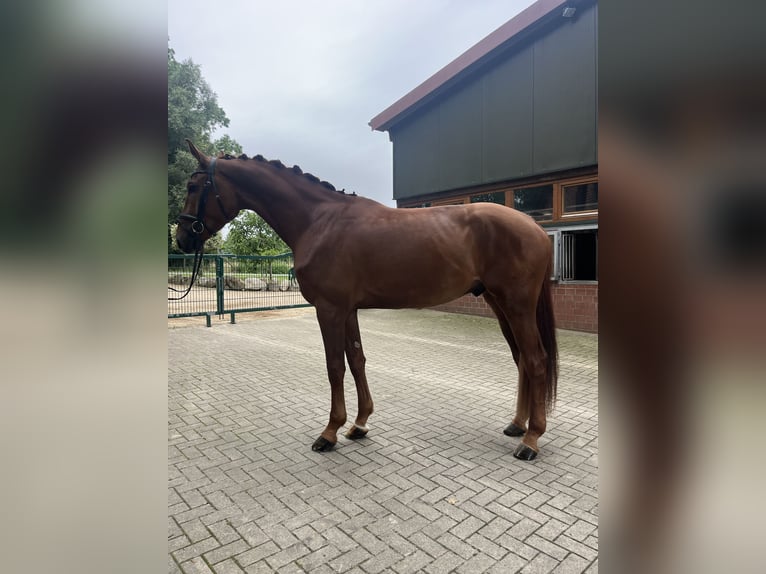 Koń oldenburski Wałach 4 lat 179 cm Kasztanowata in Bassum