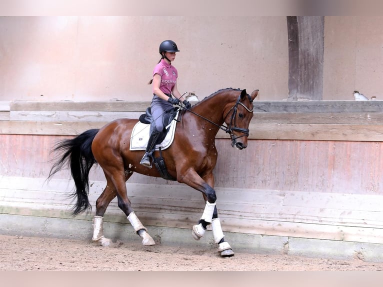 Koń oldenburski Wałach 4 lat 182 cm Gniada in Altenstadt