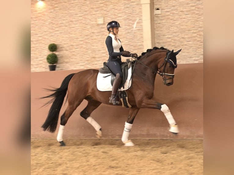 Koń oldenburski Wałach 5 lat 163 cm Gniada in Wehringen