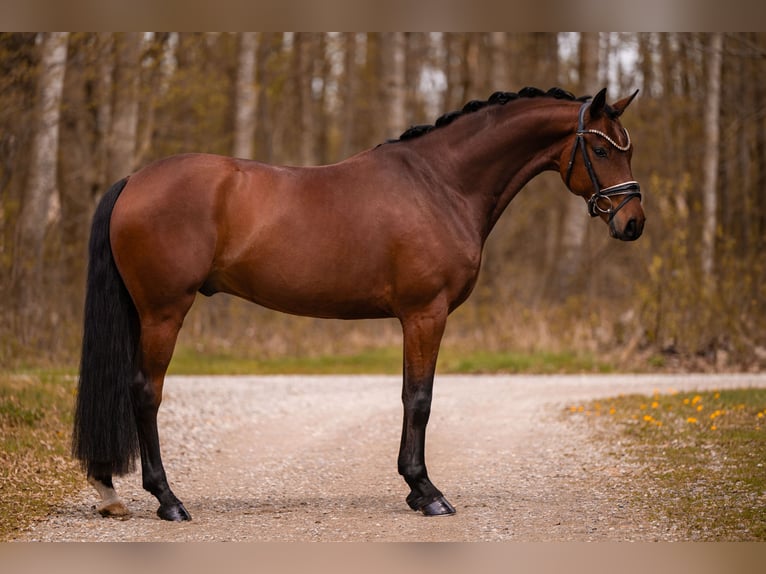 Koń oldenburski Wałach 5 lat 163 cm Gniada in Wehringen