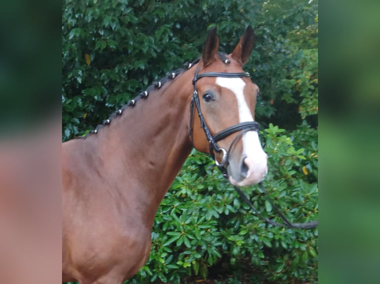 Koń oldenburski Wałach 5 lat 164 cm Gniada in Damme