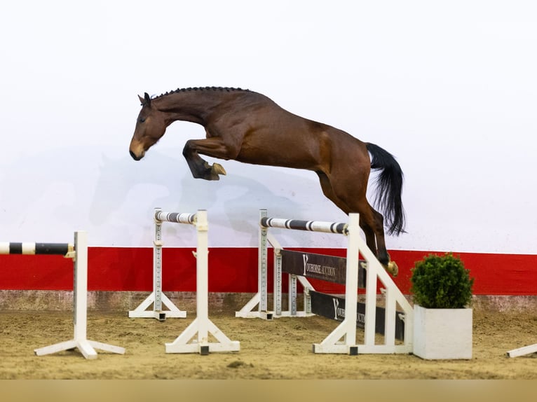Koń oldenburski Wałach 5 lat 165 cm Gniada in Waddinxveen