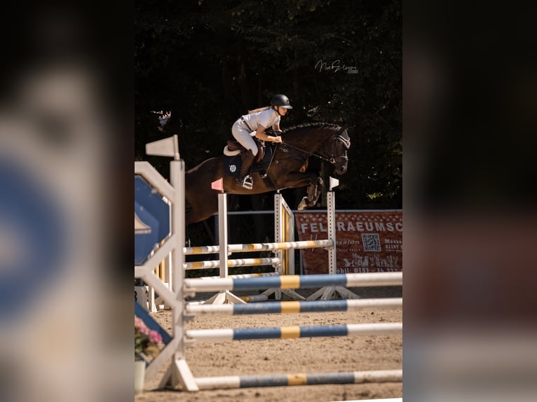Koń oldenburski Wałach 5 lat 165 cm Kara in Münzenberg