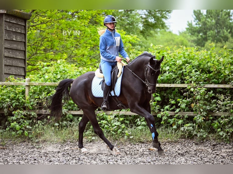 Koń oldenburski Wałach 5 lat 165 cm Kara in Renesse