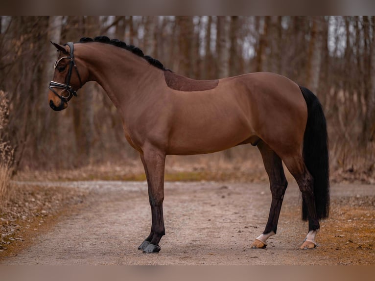 Koń oldenburski Wałach 5 lat 166 cm Ciemnogniada in Wehringen