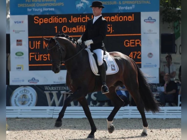 Koń oldenburski Wałach 5 lat 166 cm Gniada in Ciemne